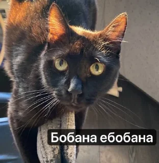 Sticker from Котовздор😸 @katherine_rine