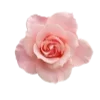 Flower :: @its_jisoo_kim sticker preview 1