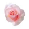 Flower :: @its_jisoo_kim sticker preview 3