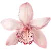 🌸 emoji 快適アジア by: @sl3epzz ➡️ @Ctikerubot Telegram sticker 13 of 200