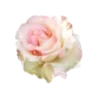 Flower :: @its_jisoo_kim sticker preview 2