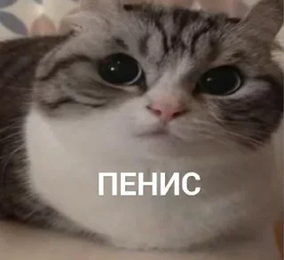 Sticker from Что-то