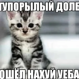 Sticker from Котики как смысл жизни