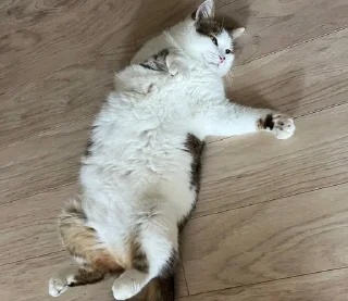 😺 emoji Котики Telegram sticker 6 of 32
