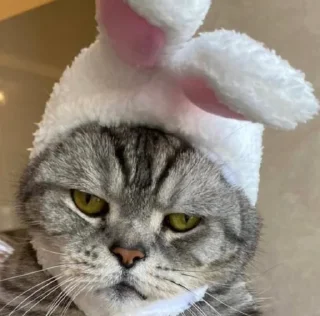 👿 emoji Котики Telegram sticker 8 of 32
