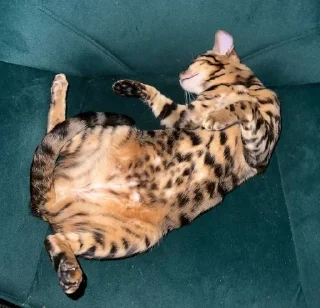 Sticker from Котики