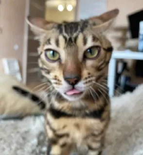 🫢 emoji Котики Telegram sticker 9 of 32
