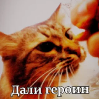 Sticker from МАСЯ💥💣💥💣💣💥💣💥💣