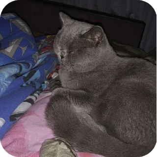 🐱 emoji Шуша Telegram sticker 18 of 26