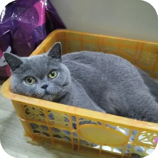 🐱 emoji Шуша Telegram sticker 21 of 26