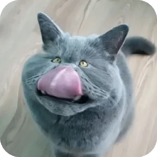 🐱 emoji Шуша Telegram sticker 16 of 26