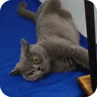 🐱 emoji Шуша Telegram sticker 14 of 26