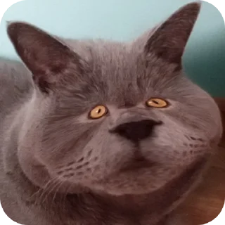 🐱 emoji Шуша Telegram sticker 10 of 26