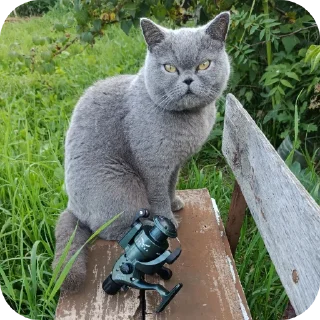 🐱 emoji Шуша Telegram sticker 19 of 26