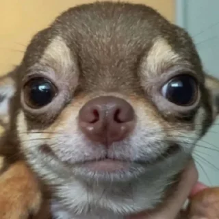 😄 emoji Типа пон типа Telegram sticker 5 of 11