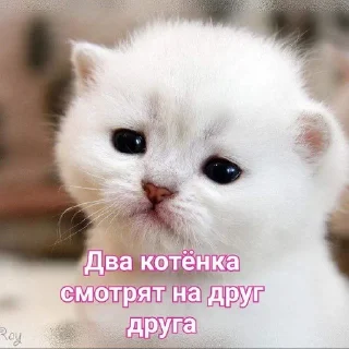 😘 emoji То, что тебе понадобиться Telegram sticker 1 of 26