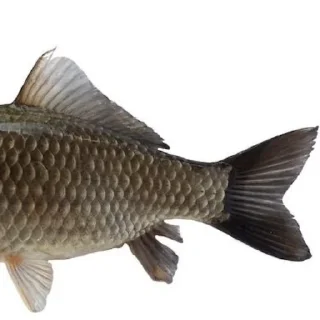 Sticker from 🐡 Famous Fish