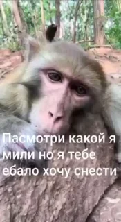 🌟 emoji Бибизянки адменав @Oda_p0pk0r9 не пидар Telegram sticker 19 of 68