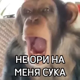 😭 emoji Бибизянки 6 > @bibizyankii Telegram sticker 13 of 109