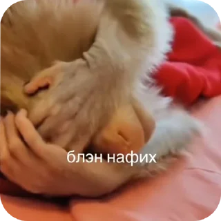 Sticker from БИБИЗЯНКИ💗