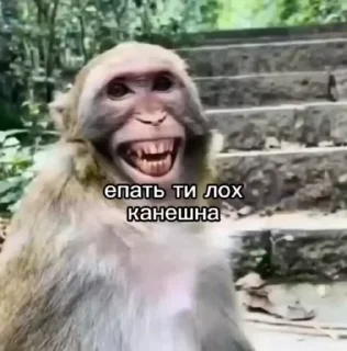 🌟 emoji Бибизянки адменав @Oda_p0pk0r9 не пидар Telegram sticker 11 of 68
