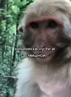 😂 emoji Бибизянки адменав @Oda_p0pk0r9 не пидар Telegram sticker 16 of 68