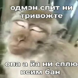 😒 emoji Бибизянки адменав @Oda_p0pk0r9 не пидар Telegram sticker 23 of 68