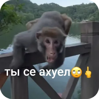 Sticker from БИБИЗЯНКИ💗