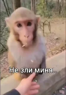😍 emoji Бибизянки 8 > @bibizyankii Telegram sticker 18 of 100
