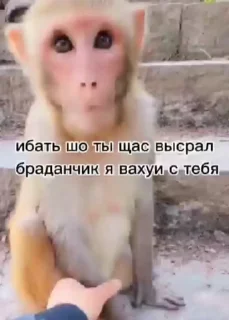 😁 emoji Бибизянки 6 > @bibizyankii Telegram sticker 15 of 109