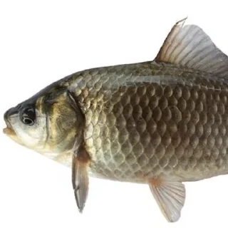 Sticker from 🐡 Famous Fish