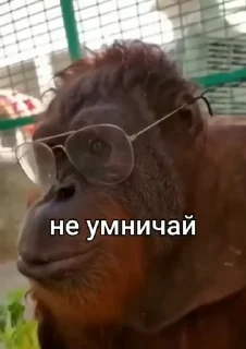 😁 emoji Бибизянки 8 > @bibizyankii Telegram sticker 21 of 100