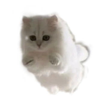Sticker from котики от @flewugly