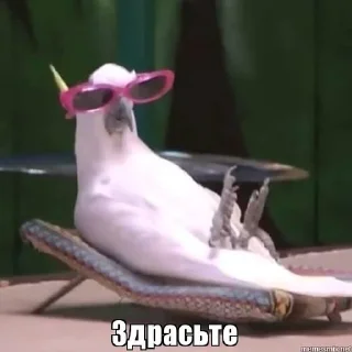 Sticker from Важные переговоры