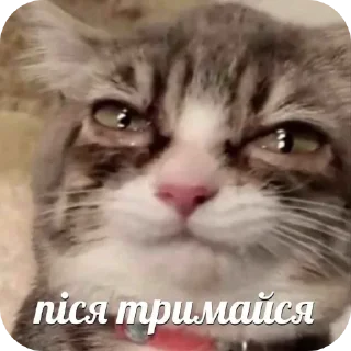 🐱 emoji animalistic Telegram sticker 21 of 99