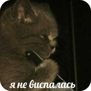 🐱 emoji animalistic Telegram sticker 20 of 99