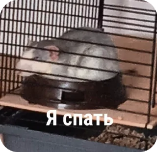 Sticker from Крысы🐀