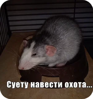 Sticker from Крысы🐀