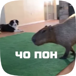 Sticker from Набор стикеров @anoobys1337