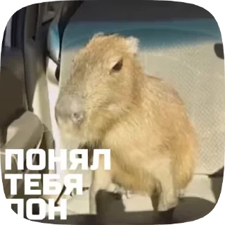 Sticker from Набор стикеров @anoobys1337