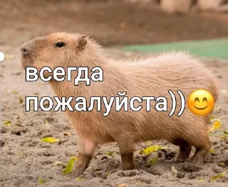 Sticker from capybara love u💞 @caxapok_capy