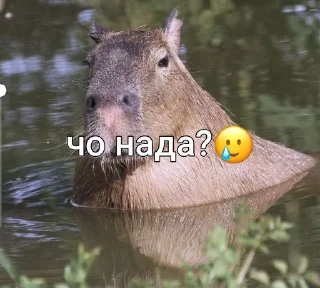 Sticker from capybara love u💞 @caxapok_capy