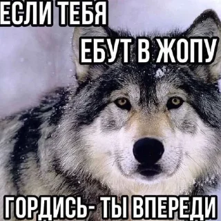 🌟 emoji Одинокий волк Telegram sticker 9 of 38