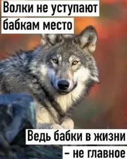🌟 emoji Одинокий волк Telegram sticker 7 of 38