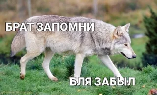 🌟 emoji Одинокий волк Telegram sticker 12 of 38
