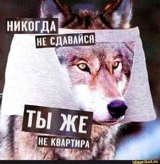 🌟 emoji Одинокий волк Telegram sticker 8 of 38