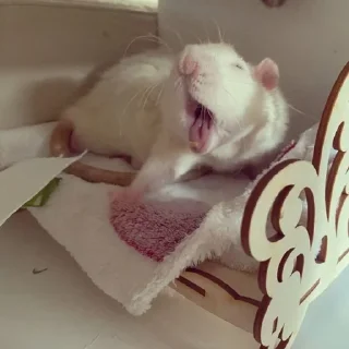 🤪 emoji Крыски Telegram sticker 6 of 29