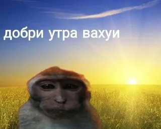 Sticker from обезьянка вахуи от @dnevnikayk