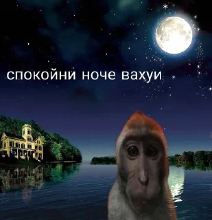 Sticker from обезьянка вахуи от @dnevnikayk