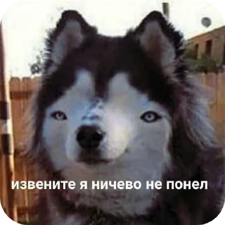 Sticker from мем